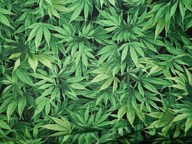 Cannabis-
