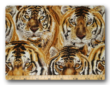 Safari - Eye of the Tiger-