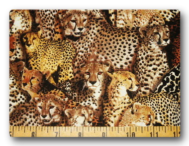Safari - Cheetahs-